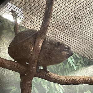 09/14/23 - Rock Hyrax (Procavia capensis)