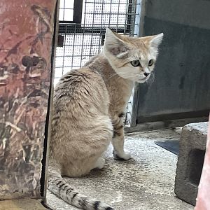 09/14/23 - Sand Cat (Felis margarita)