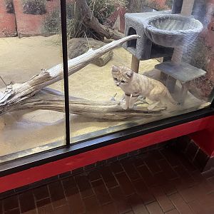 09/14/23 - Sand Cat (Felis margarita)