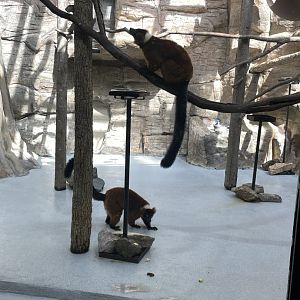 09/14/23 - Red Ruffed Lemur (Varecia rubra)