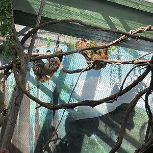 09/14/23 - Linnaeus' Two-Toed Sloth (Choloepus didactylus)