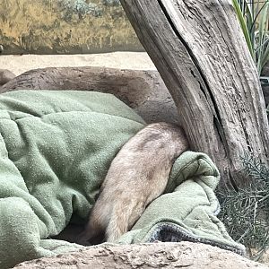 09/14/23 - Black-Footed Ferret (Mustela nigripes)