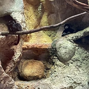 09/14/23 - Goeldi's Monkey (Callimico goeldii)