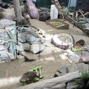 09/14/23 - Meerkats (Suricata suricatta)