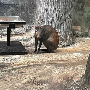 09/14/23 - Brazilian Agouti (Dasyprocta leporina)