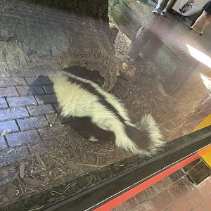 09/14/23 - Striped Skunk (Mephitis mephitis)