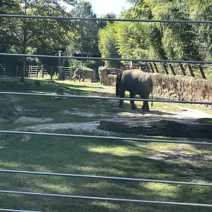 09/14/23 - Asian Elephants (Elephas maximus)