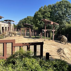 09/14/23 - Asian Elephants (Elephas maximus)