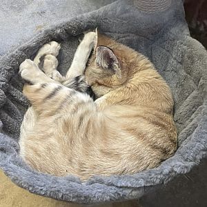 09/14/23 - Sleeping Sand Cat (Felis margarita)
