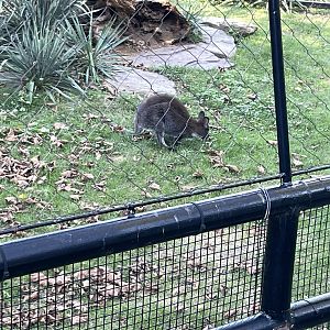 09/14/23 - Bennett's Wallaby (Notamacropus rufogriseus)