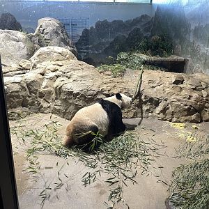 09/14/23 - Giant Panda (Ailuropoda melanoleuca)