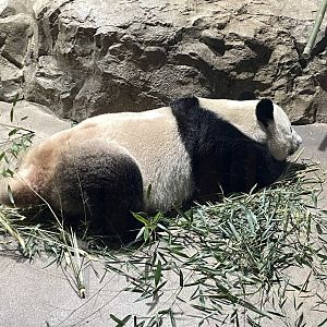 09/14/23 - Giant Panda (Ailuropoda melanoleuca)