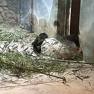 09/14/23 - Giant Panda (Ailuropoda melanoleuca)