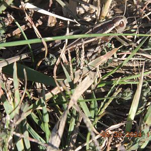 two striped grasshopper