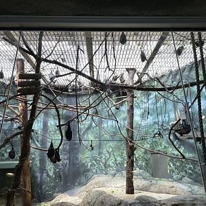 09/15/23 - Rodrigues Fruit Bats (Pteropus rodricensis)