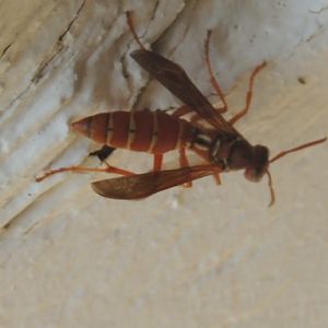paper wasp species