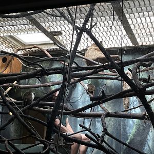 09/15/23 - Pied Tamarins (Saguinus bicolor) and Hoffmann's Two-Toed Sloth (Choloepus hoffmanni)