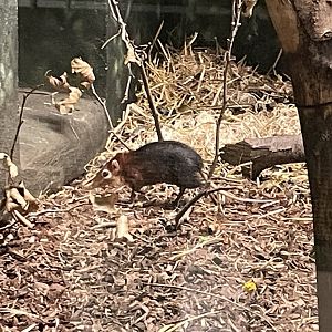09/15/23 - Black and Rufous Sengi (Rhynchocyon petersi)