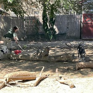 09/15/23 - Ossabaw Island Hogs