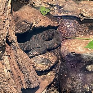 09/15/23 - Common Watersnake (Nerodia sipedon)