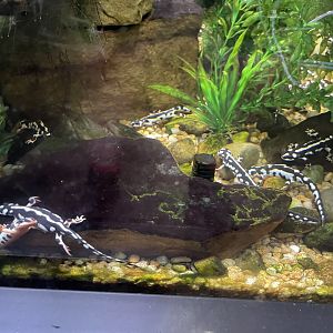 09/15/23 - Kaiser's Spotted Newt (Neurergus kaiseri)