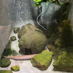 09/15/23 - One-Toed Amphiuma (Amphiuma pholeter)