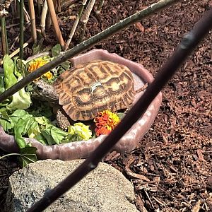 09/15/23 - Flat-Backed Spider Tortoise (Pyxis planicauda)