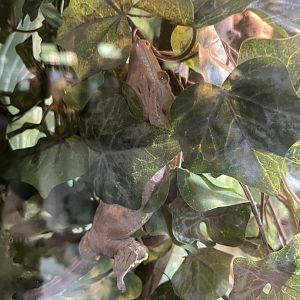 09/15/23 - Crested Gecko (Correlophus ciliatus)