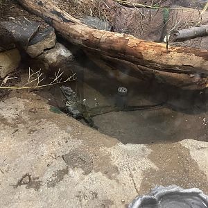 09/15/23 - Weber's Sailfin Lizard (Hydrosaurus weberi)