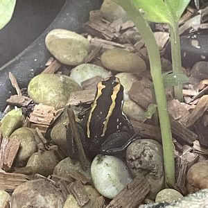 09/15/23 - Golfodulcean Poison Dart Frog (Phyllobates vittatus)