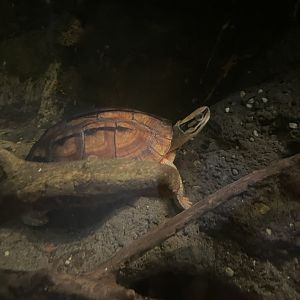 09/15/23 - Golden Coin Turtle (Cuora trifasciata)