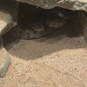 09/15/23 - Sidewinder (Crotalus cerastes)