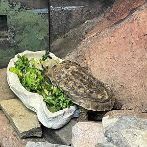 09/15/23 - Pancake Tortoise (Malacochersus tornieri)