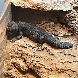 09/15/23 - Mali Uromastyx (Uromastyx dispar maliensis)