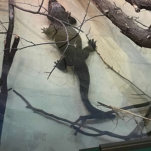 09/15/23 - West African Dwarf Crocodile (Osteolaemus tetraspis tetraspis)