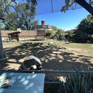 09/15/23 - Galapagos (Chelonoidis niger) and Aldabra Tortoise (Aldabrachelys gigantea) Enclosure