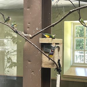 09/15/23 - Gouldian Finches (Chloebia gouldiae)