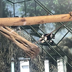 09/15/23 - Black-and-White Ruffed Lemur (Varecia variegata)