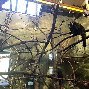 09/15/23 - White-Faced Saki (Pithecia pithecia)