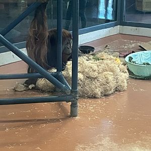 09/15/23 - Sumatran Orangutan (Pongo abelii)