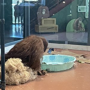 09/15/23 - Sumatran Orangutan (Pongo abelii)