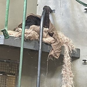 09/15/23 - Sumatran Orangutan (Pongo abelii)