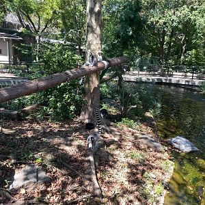 09/15/23 - Ring-Tailed Lemur (Lemur catta)