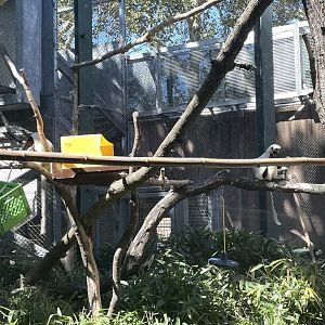 09/15/23 - Coquerel's Sifaka (Propithecus coquereli)