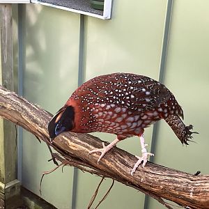 09/15/23 - Temminck's Tragopan (Tragopan temminckii)