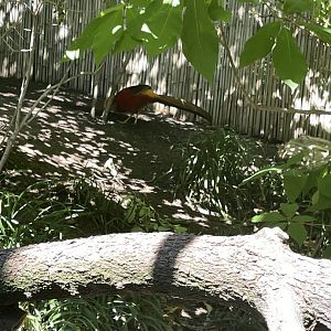 09/15/23 - Golden Pheasant (Chrysolophus pictus)