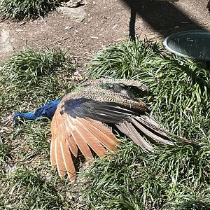 09/15/23 - Common Peafowl (Pavo cristatus) sunbathing
