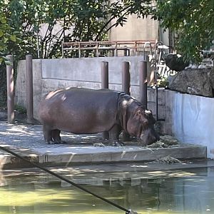 09/15/23 - Nile Hippopotamus (Hippopotamus amphibius)