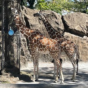 09/15/23 - Giraffes (Giraffa camelopardalis)
