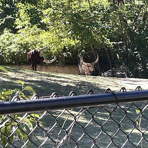 09/15/23 - Ankole-Watusi cattle
